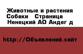 Животные и растения Собаки - Страница 11 . Ненецкий АО,Андег д.